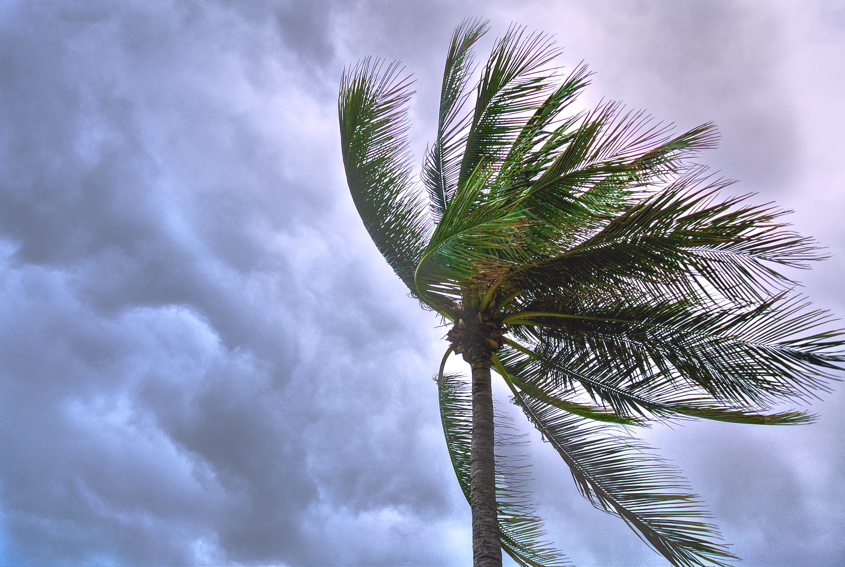 Palm tree blowing in an approaching storm