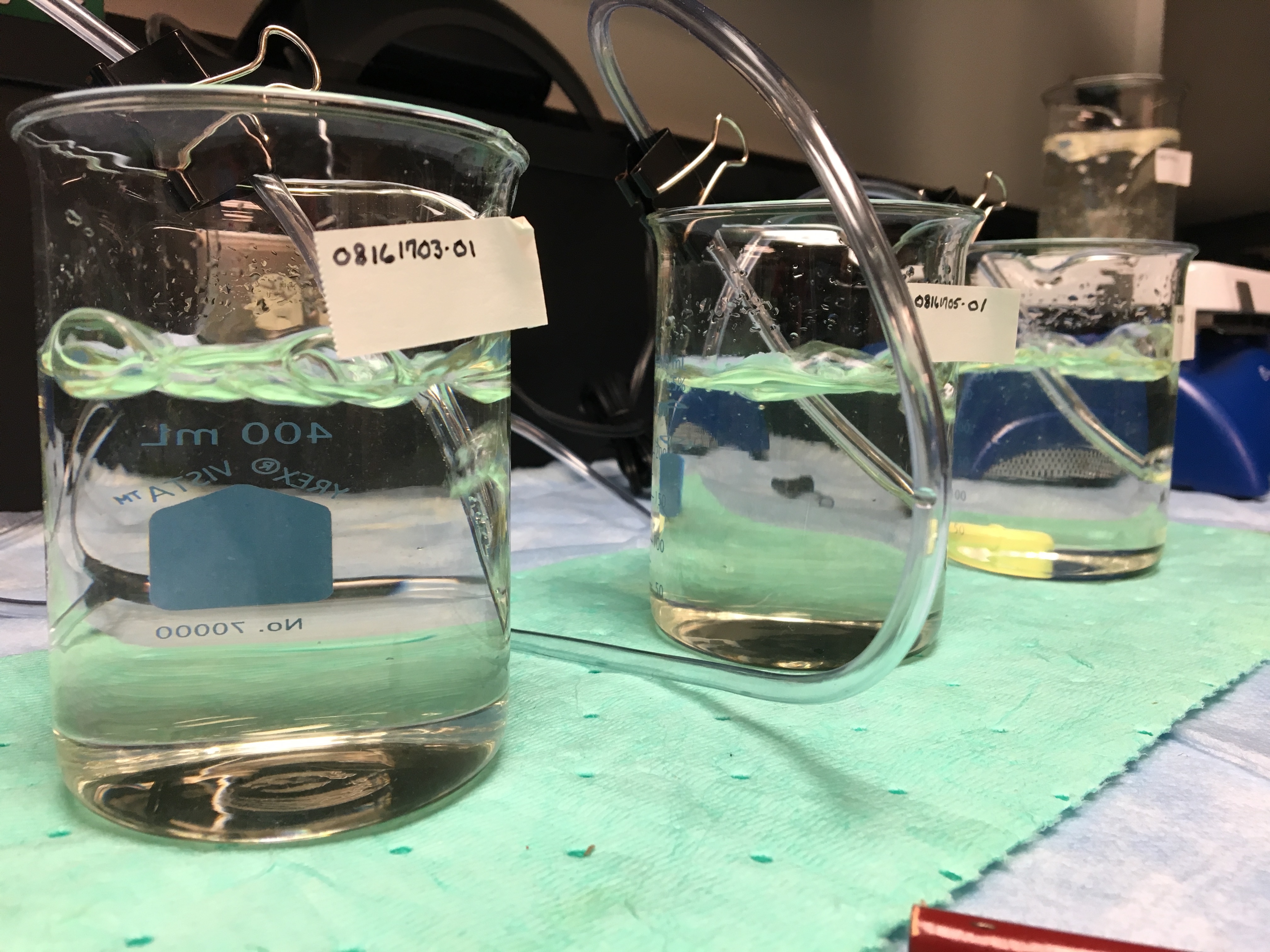 Three water sample being testing in the lab