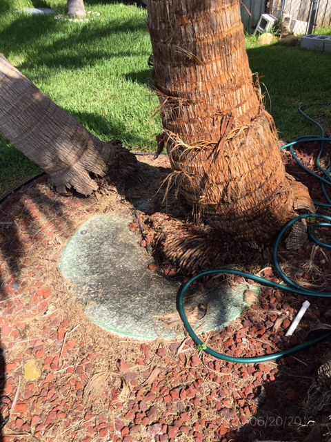 Palm tree base grown over grinder lid